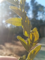 Lithospermum virginianum