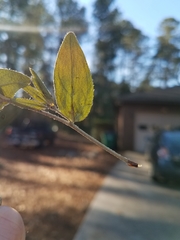 Lithospermum virginianum