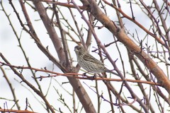 Carpodacus