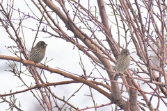 Carpodacus