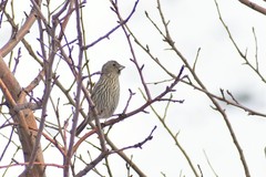 Carpodacus