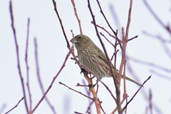 Carpodacus