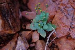Cineraria platycarpa