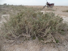 Halocnemum strobilaceum