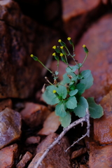 Cineraria platycarpa