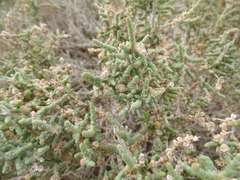 Halocnemum strobilaceum