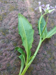 Chorispora tenella