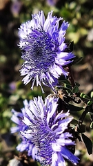 Globularia alypum