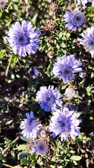 Globularia alypum