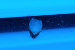 Scythropiodes approximans