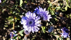 Globularia alypum