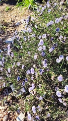 Globularia alypum