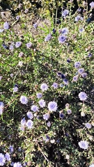 Globularia alypum