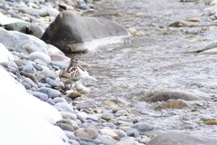 Gallinago solitaria