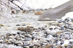 Gallinago solitaria