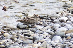 Gallinago solitaria