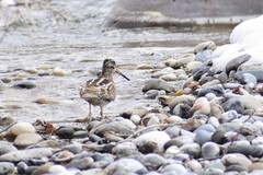 Gallinago solitaria
