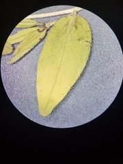 Lithospermum virginianum