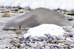 Gallinago solitaria