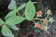 Rubus miser