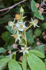 Rubus miser