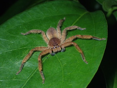 Heteropoda pingtungensis