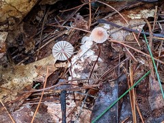 Marasmius bellipes