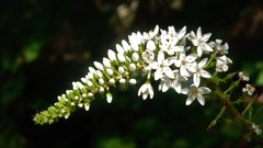 Lysimachia clethroides