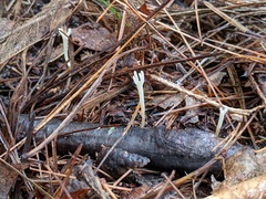 Ramariopsis subtilis