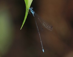 Coeliccia membranipes