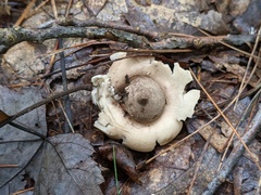 Geastrum morganii