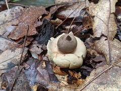 Geastrum morganii