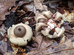 Geastrum morganii
