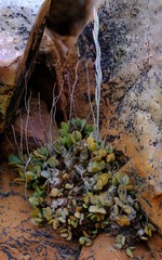Adromischus diabolicus
