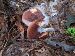 Hypomyces ochraceus