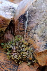 Adromischus diabolicus