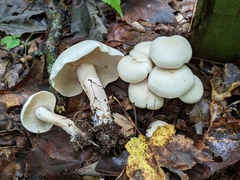 Tricholoma odorum