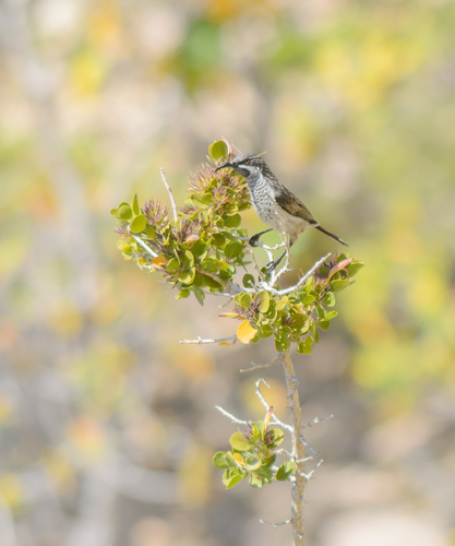 Socotra Sunbird (Chalcomitra balfouri), photo 8