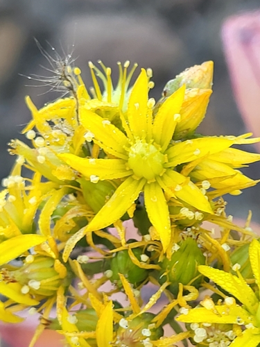 Image of Aeonium gorgoneum by (c) Jacek Pietruszewski, some rights reserved (CC BY)