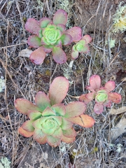 Aeonium gorgoneum