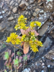 Aeonium gorgoneum