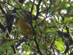 Phrygilus