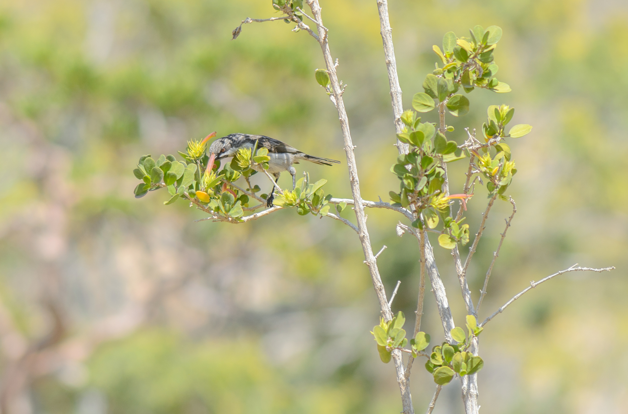 Socotra Sunbird (Chalcomitra balfouri), photo 9