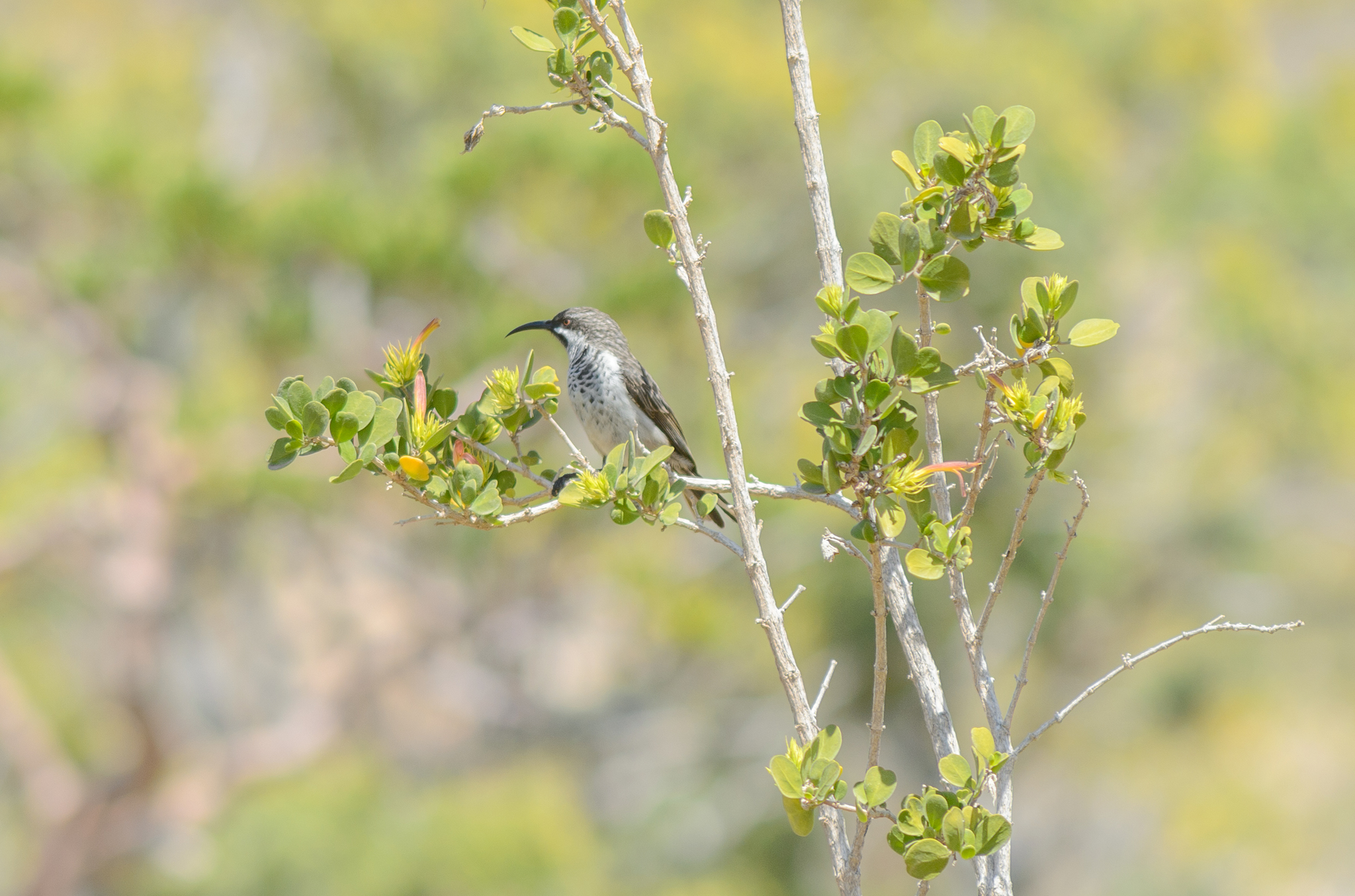 Socotra Sunbird (Chalcomitra balfouri), photo 10