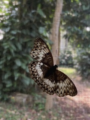 Cymothoe excelsa excelsa