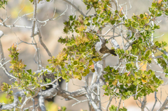 Chalcomitra balfouri