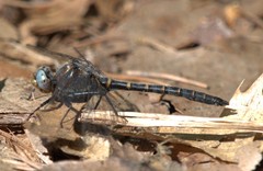 Williamsonia lintneri