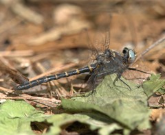 Williamsonia lintneri