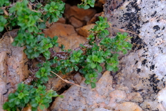 Pelargonium xerophyton