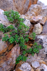 Pelargonium xerophyton